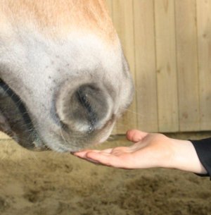 Hand und Nüstern